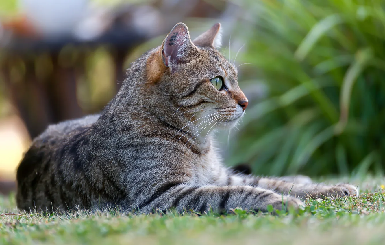 Photo wallpaper cat, cat, nature, Kote