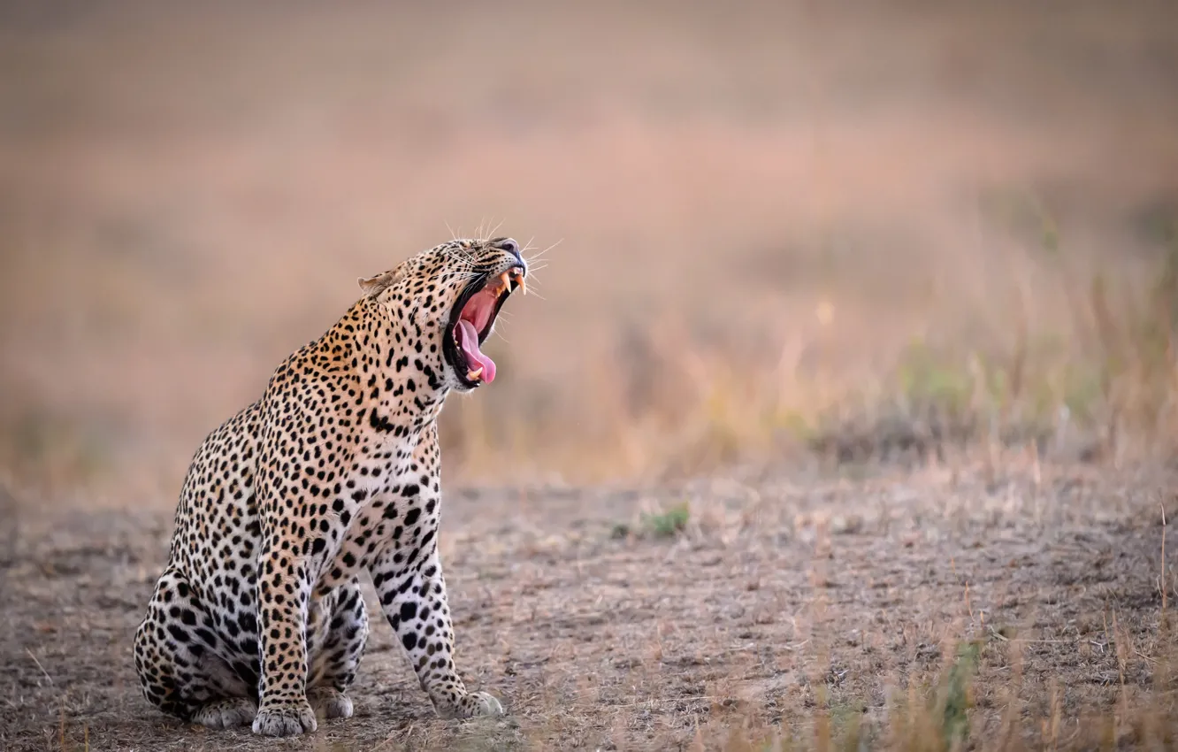 Photo wallpaper language, background, teeth, mouth, leopard, yawns