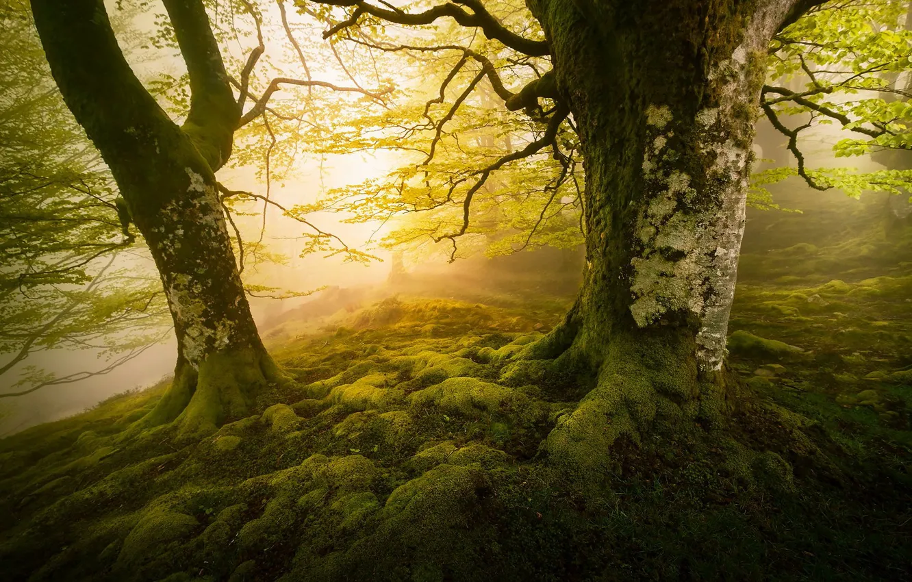 Photo wallpaper morning, Park, light, fog, trees, moss, foliage, roots