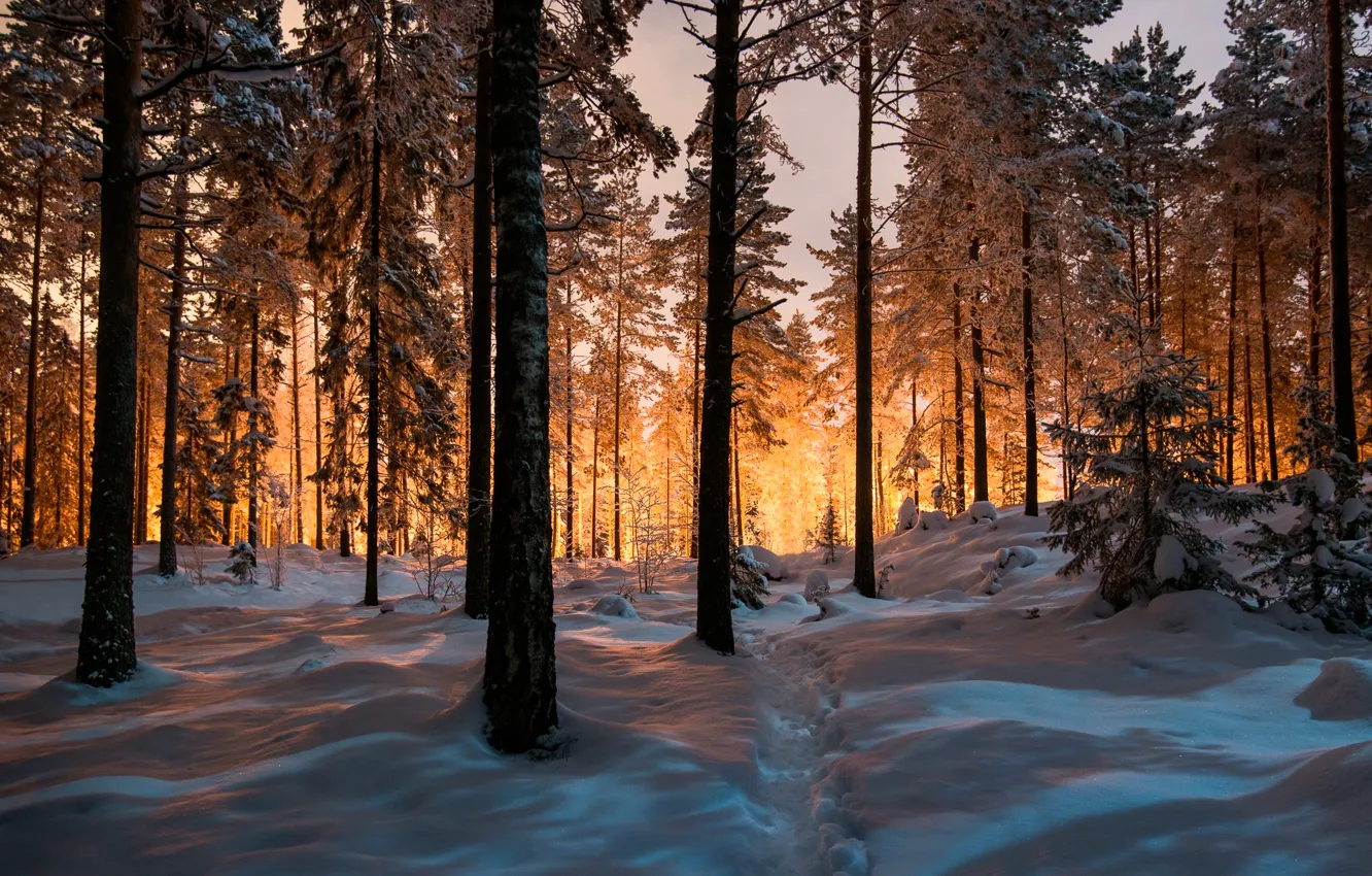 Photo wallpaper winter, forest, snow, trail