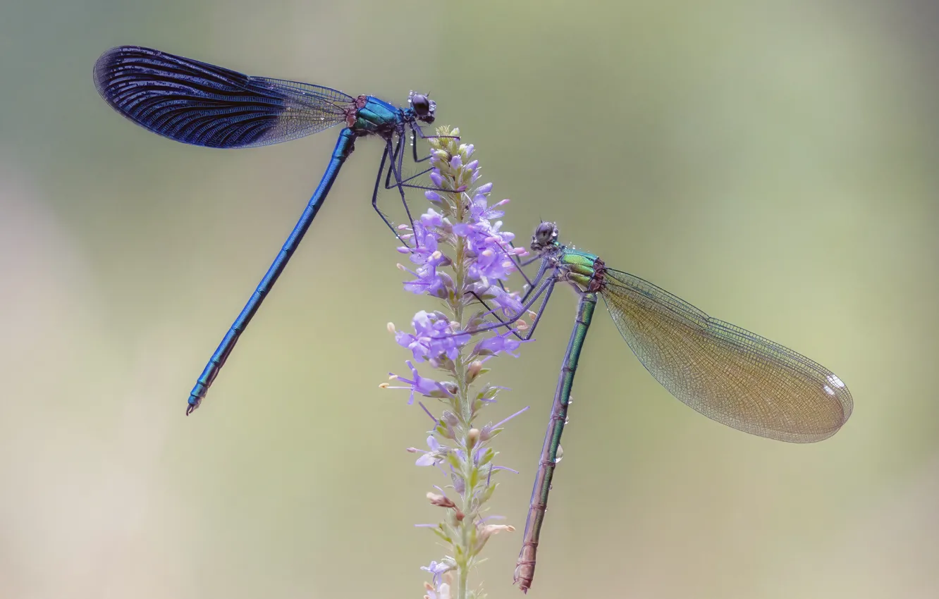 Photo wallpaper macro, dragonfly, insect