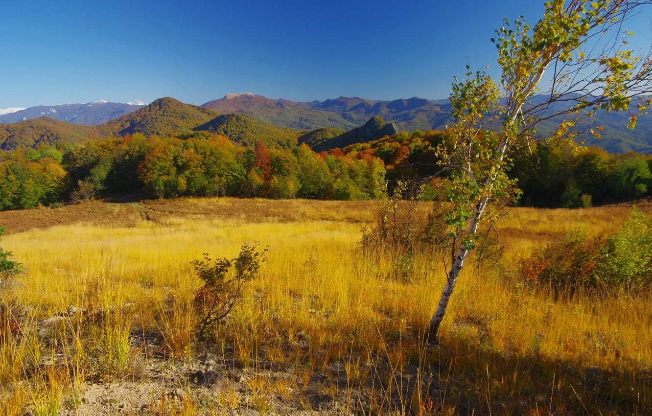 Photo wallpaper field, autumn, forest, grass, the sun, trees, mountains, hills