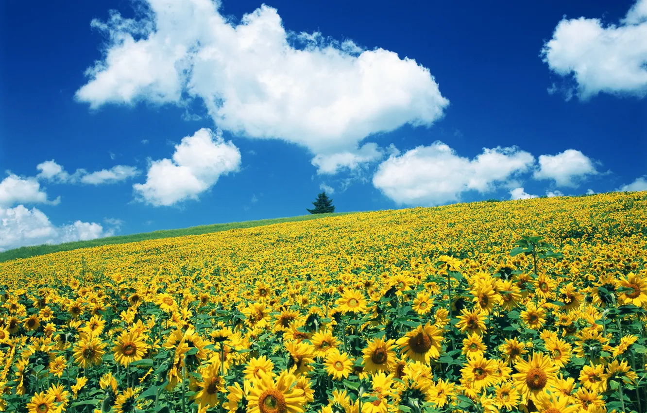 Photo wallpaper field, sunflowers, flowers, almost van Gogh