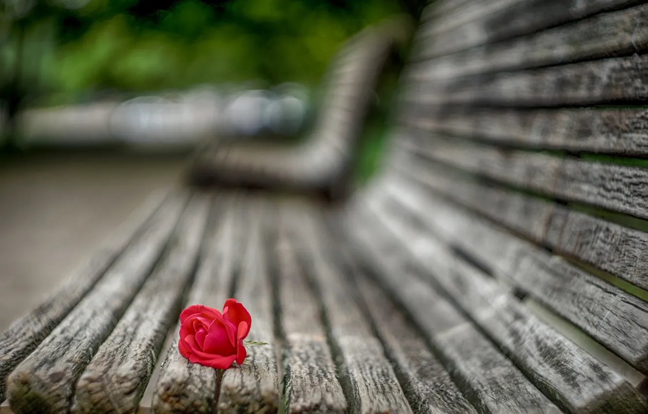 Photo wallpaper flower, macro, bench, Rose, petals, blur, shop, red