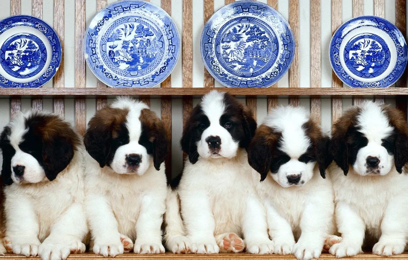 Photo wallpaper puppies, A number, plates, St. Bernard, dishes, shelf