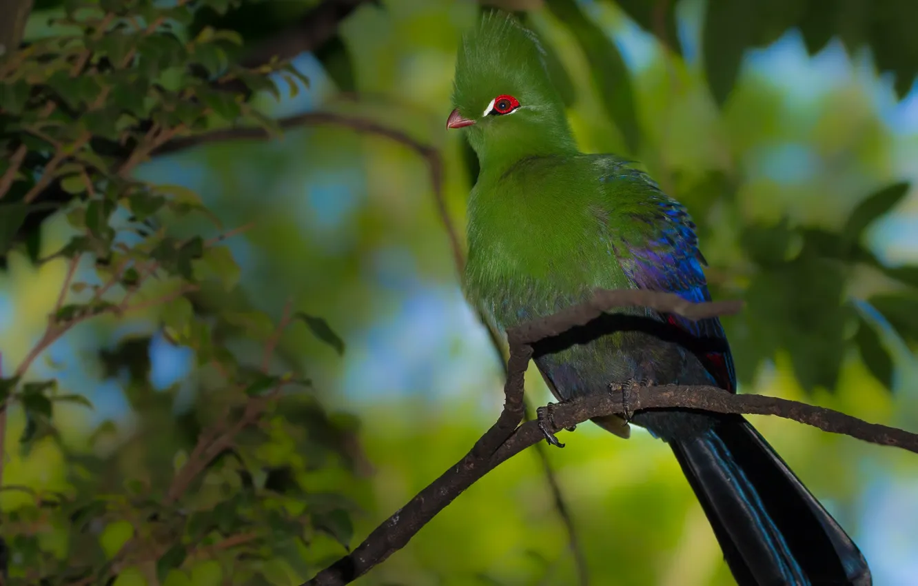 Photo wallpaper greens, branches, bird, turako, common turaco