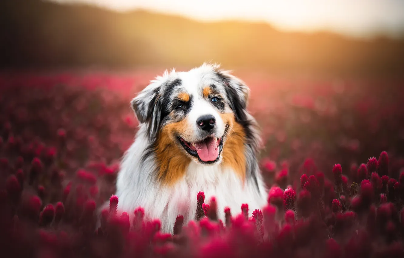 Photo wallpaper look, flowers, nature, pose, dog, face, Aussie