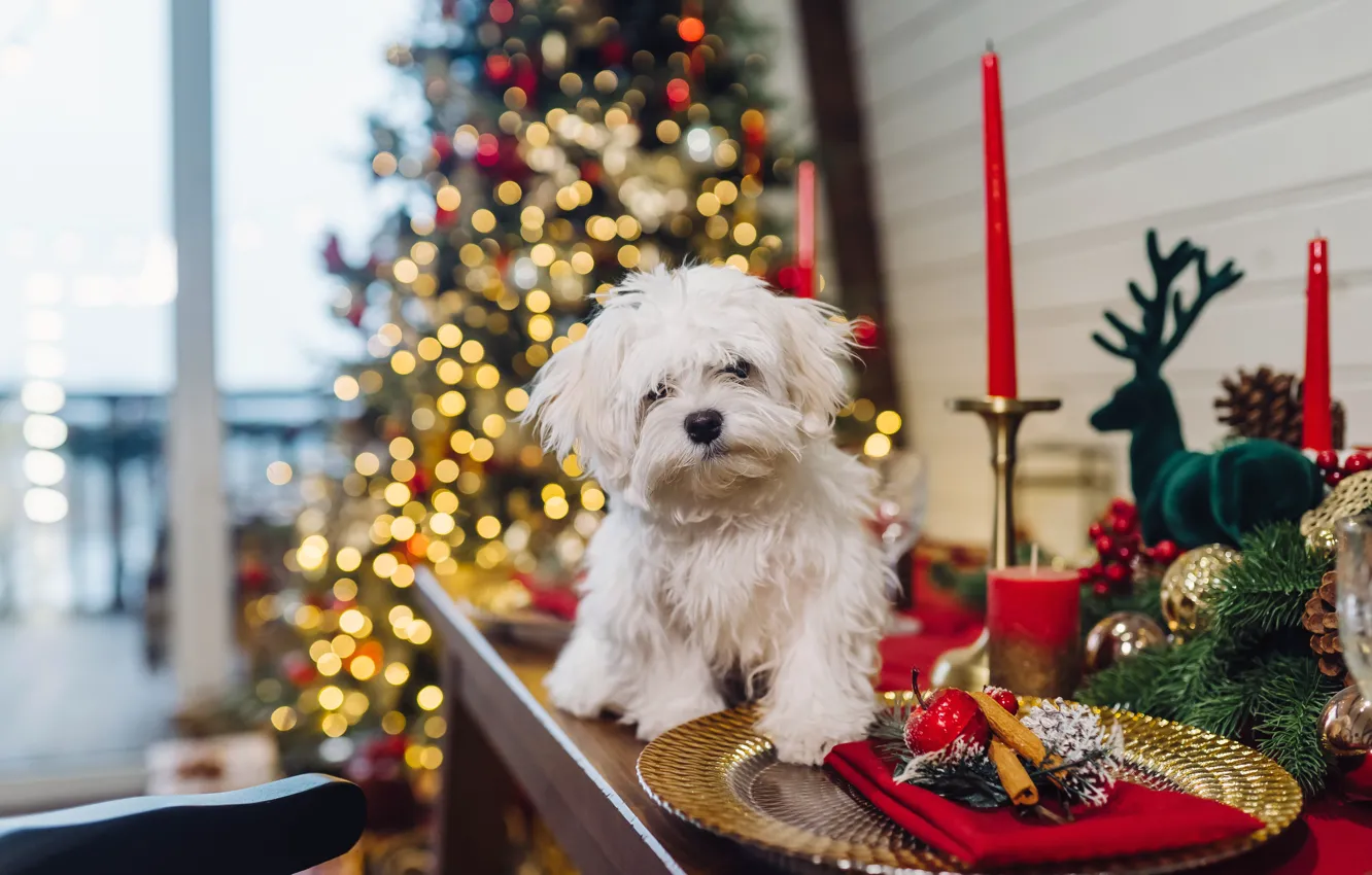 Photo wallpaper white, lights, table, room, box, new year, dog, candles
