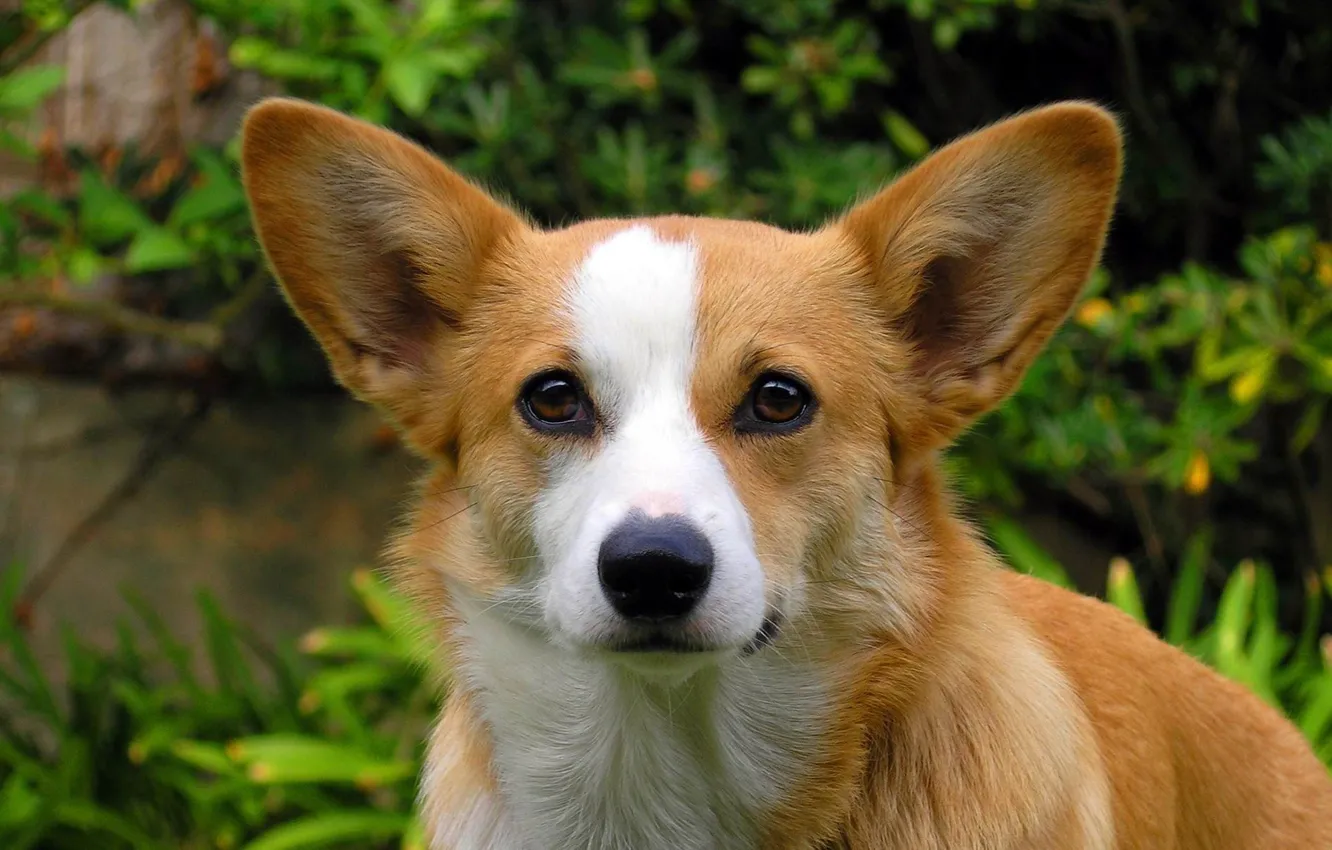 Photo wallpaper sweetheart, dog, beautiful, cutie, breed, Corgi, pedigree