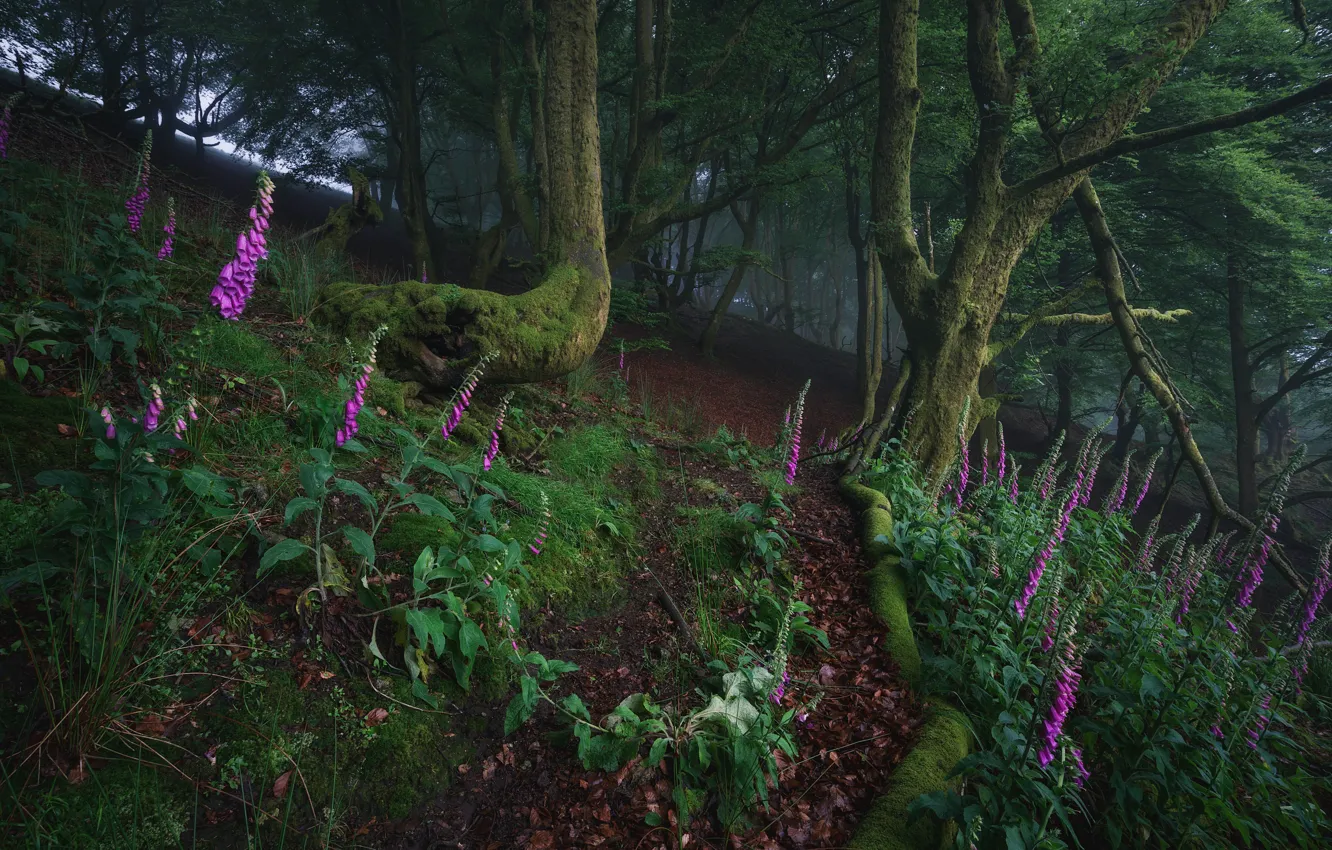 Photo wallpaper forest, flowers, digitalis