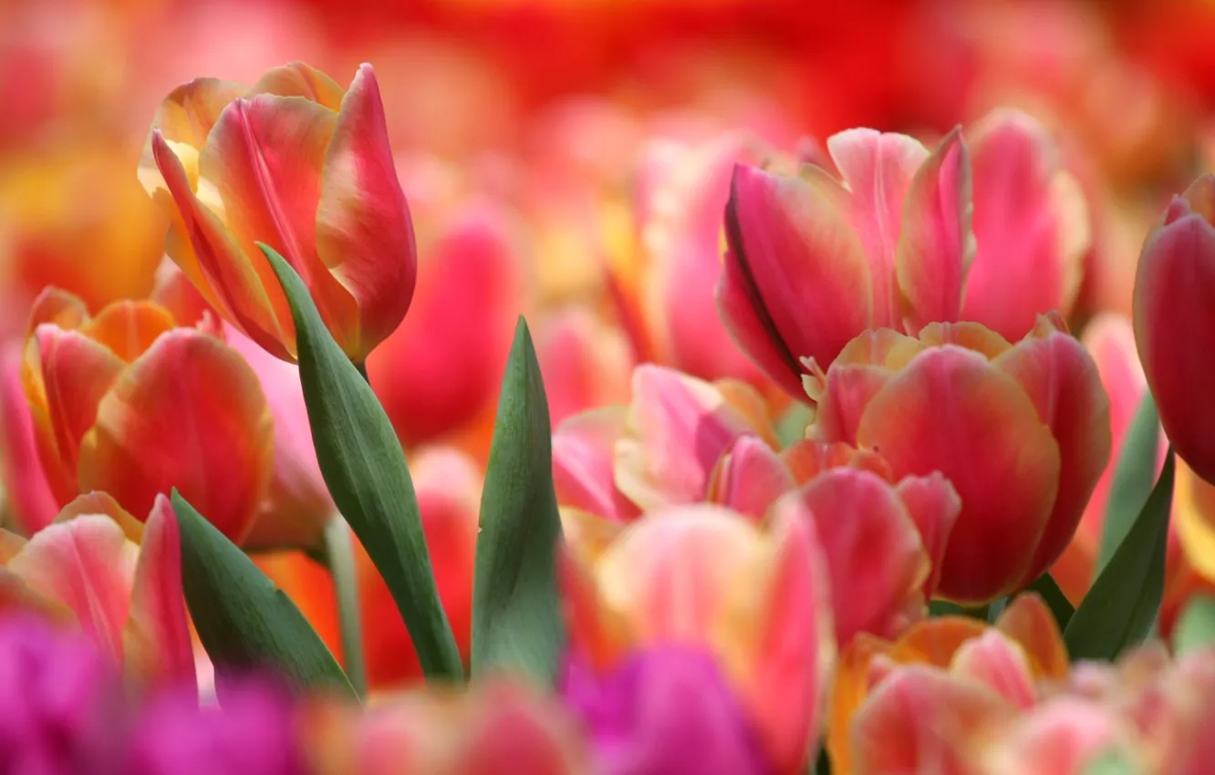 Photo wallpaper petals, garden, tulips, flowerbed