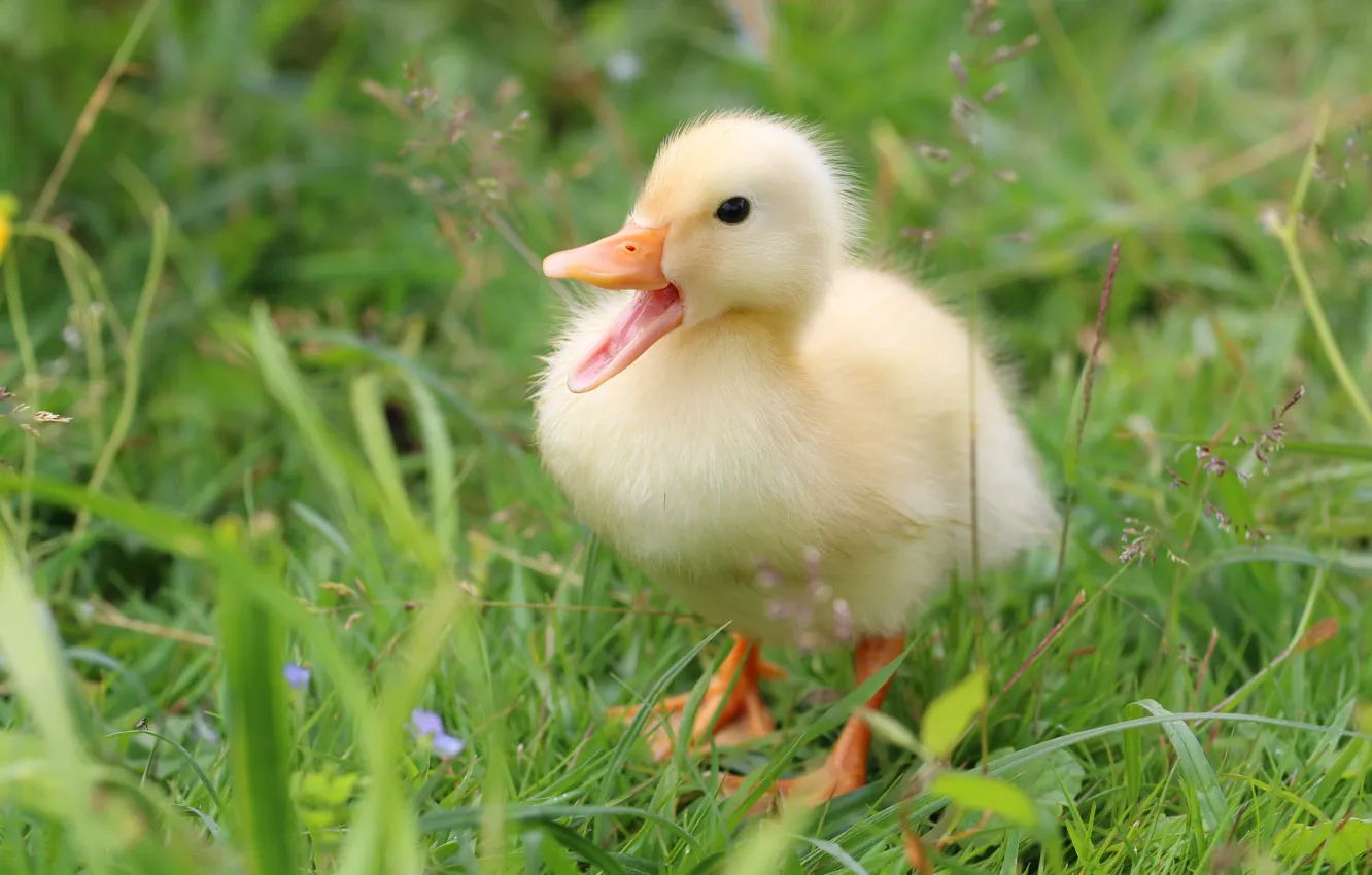 Photo wallpaper summer, grass, yellow, nature, bird, glade, duck, Chicks