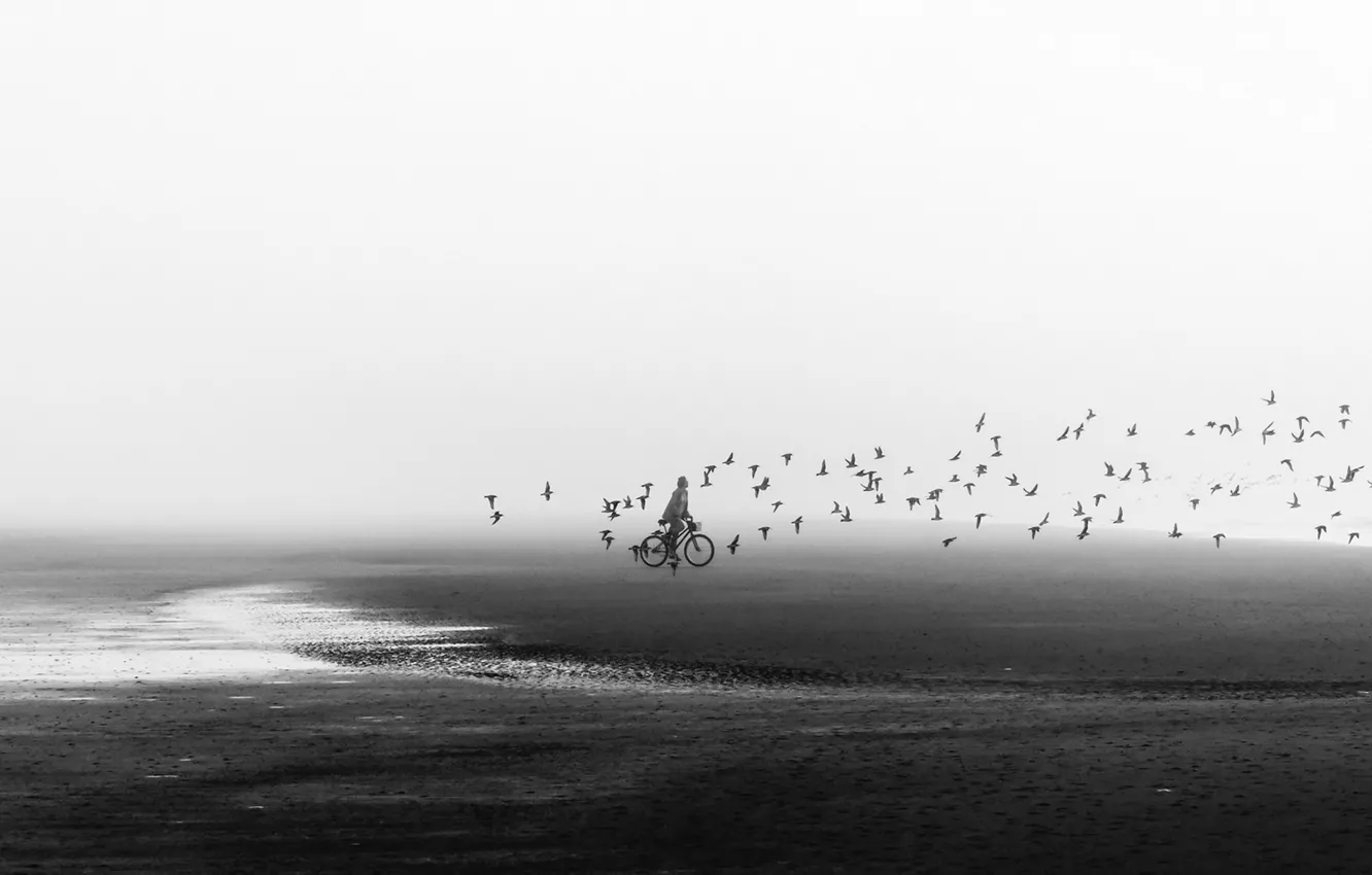 Photo wallpaper beach, birds, bike