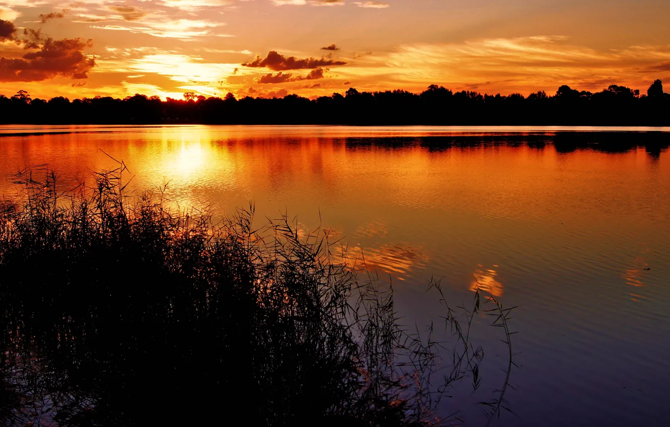 Photo wallpaper grass, clouds, sunset, lake, shore, the evening, silhouettes