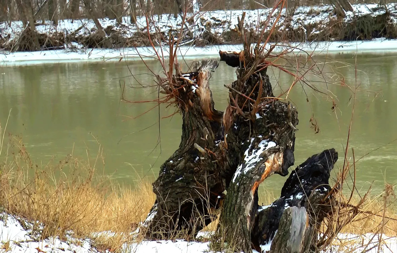 Photo wallpaper winter, river, fiction, stump, dog, fantasy, river, dog