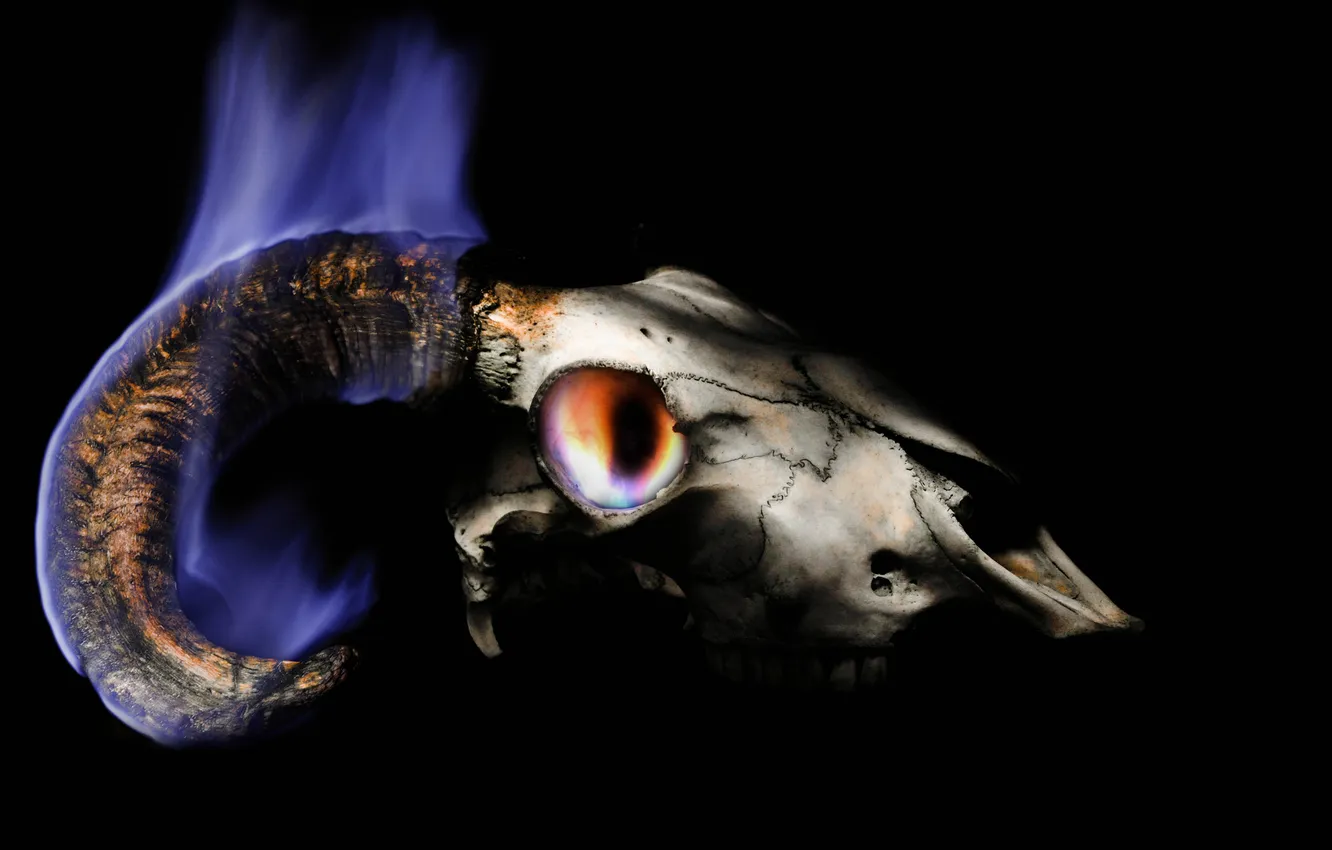 Photo wallpaper background, flame, skull, horns