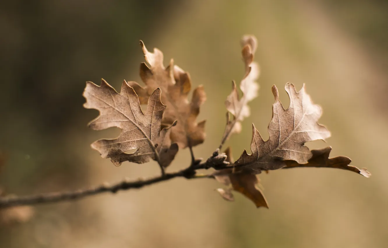 Photo wallpaper autumn, leaves, nature
