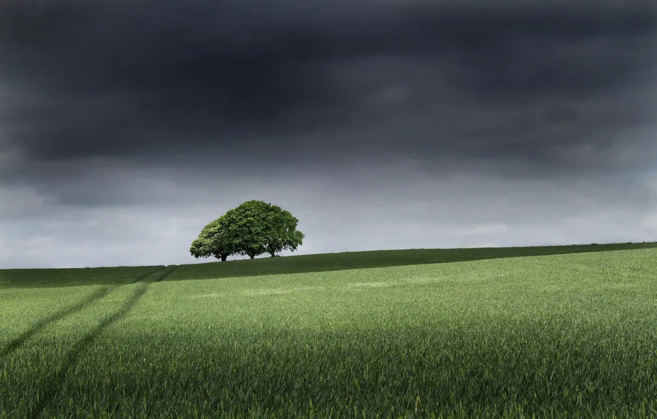 Photo wallpaper field, the sky, trees, mediocrity