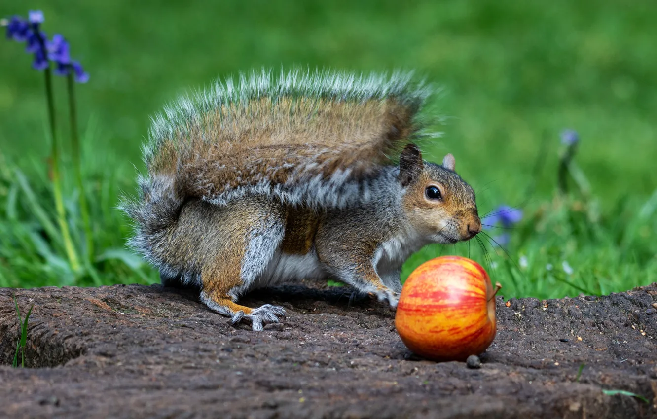 Photo wallpaper summer, look, flowers, nature, pose, apples, protein, muzzle