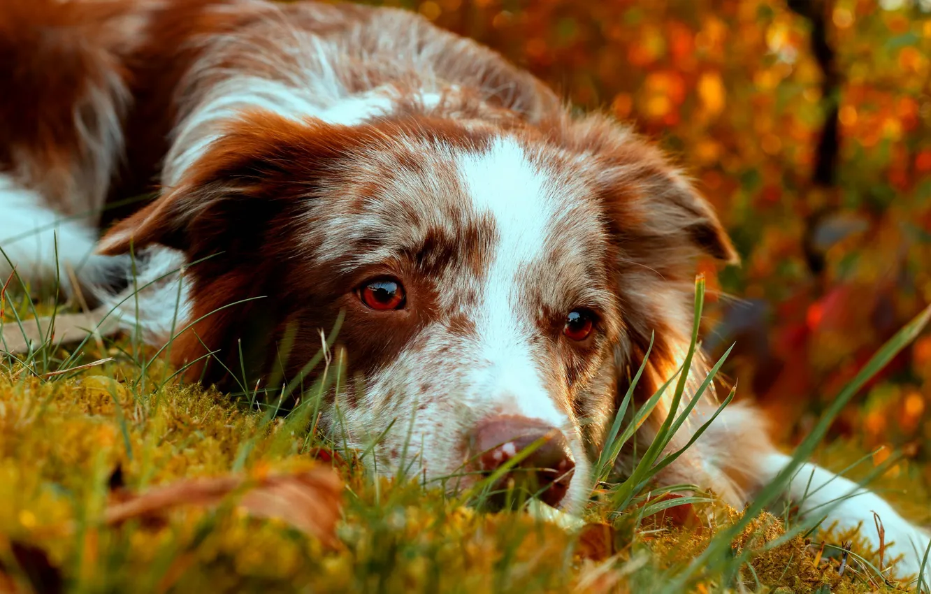 Photo wallpaper autumn, look, face, dog, The border collie