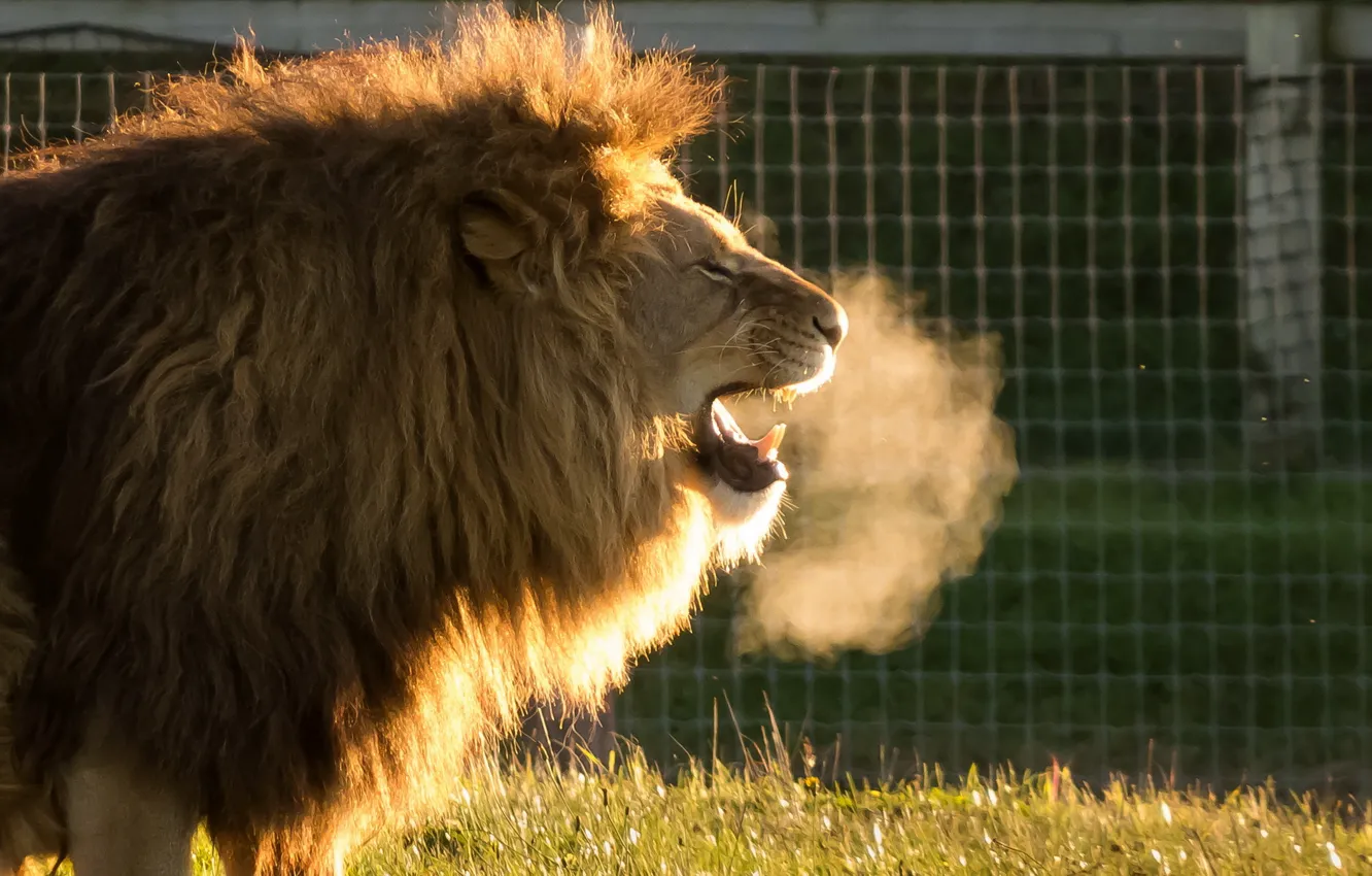 Photo wallpaper lion, Animals, Cold Air, Yorkshire Wildlife Park