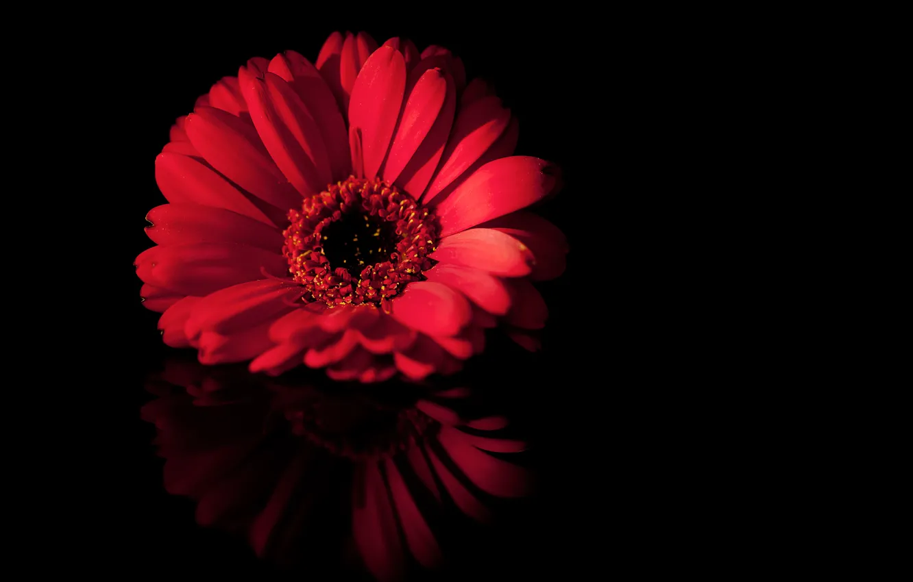 Photo wallpaper macro, flowers, red, reflection, black, petals
