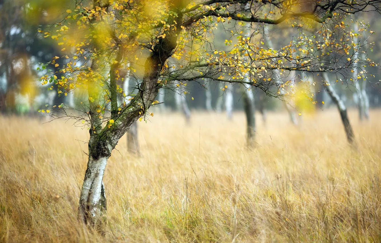 Photo wallpaper autumn, trees, nature