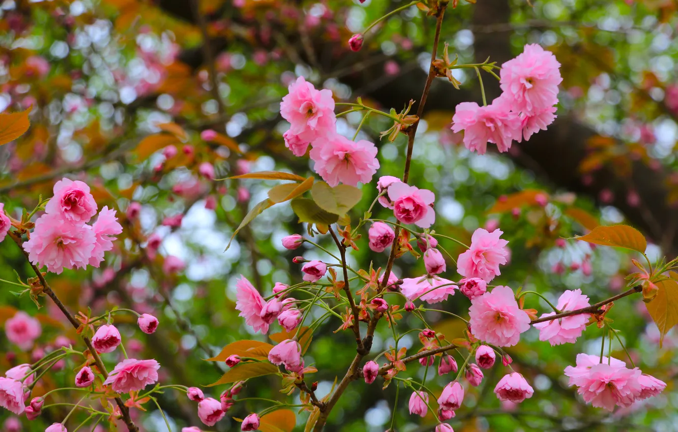 Photo wallpaper flower, twig, blooming, Japanese cherry