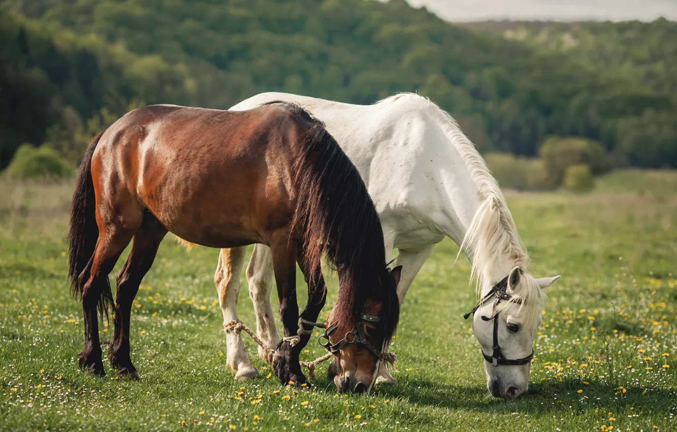 Photo wallpaper field, forest, white, summer, flowers, pose, horse, horse