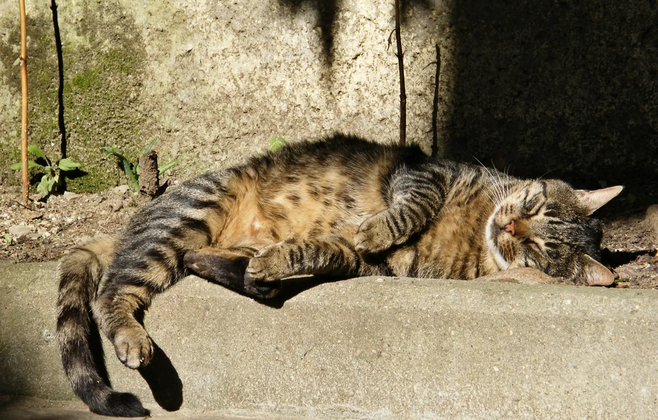 Photo wallpaper cat, grey, sleeping, striped, street