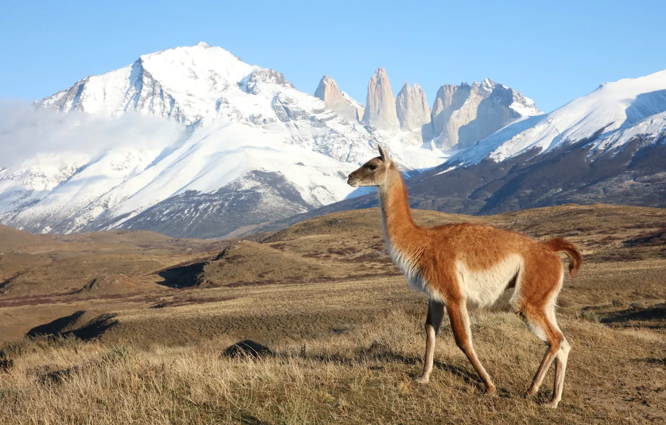 Photo wallpaper landscape, mountains, nature, Lama