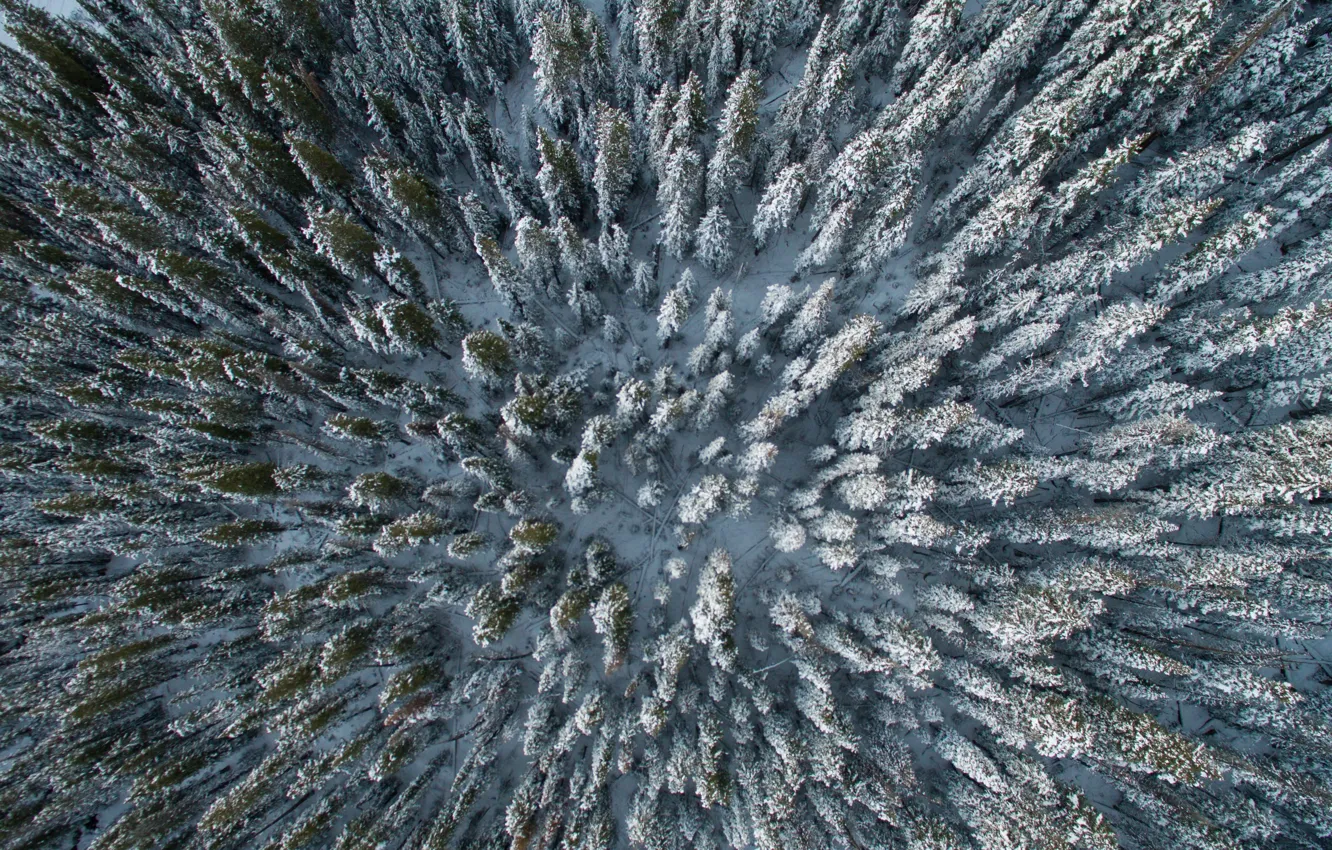Photo wallpaper winter, Forest, ate, tree, the view from the top, winter forest, quadcopter
