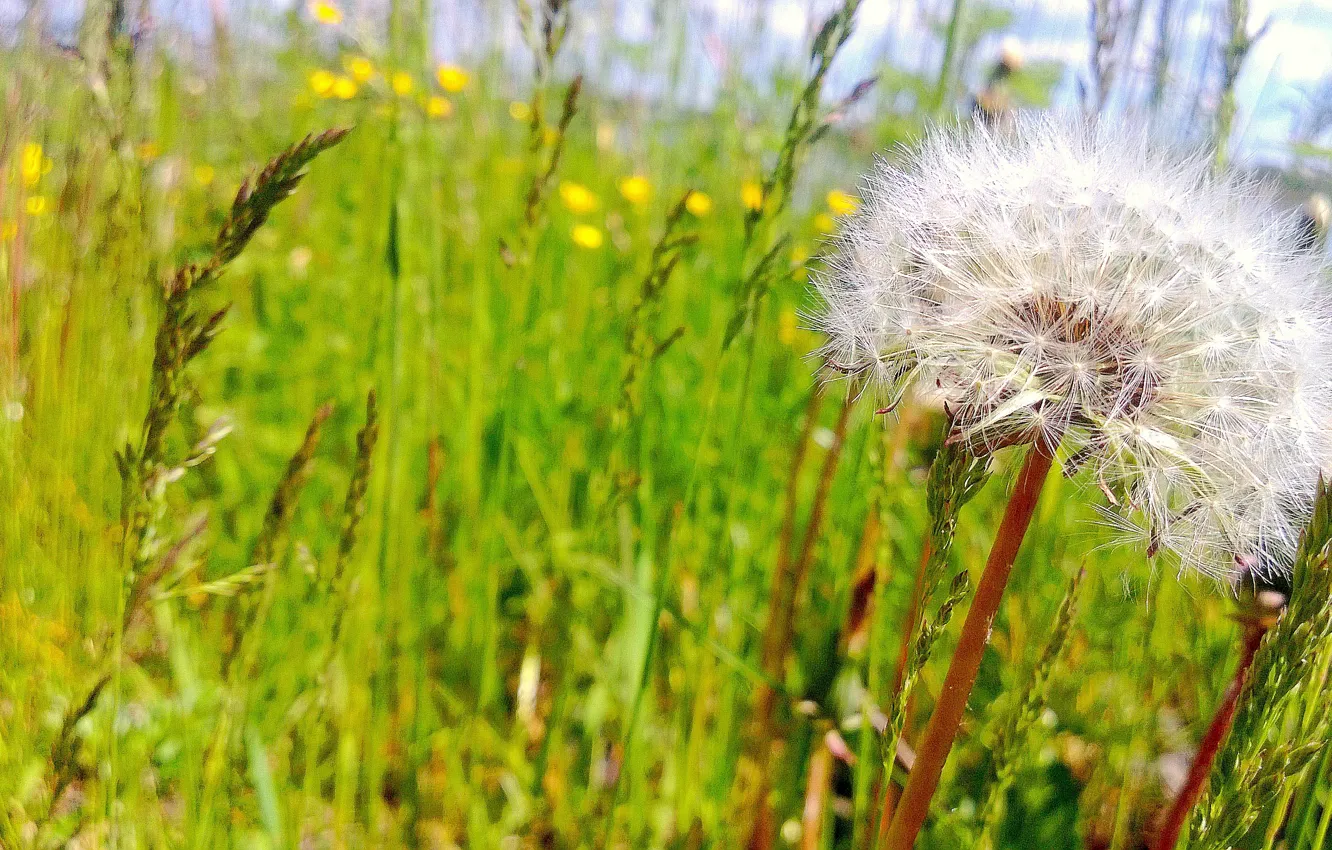 Photo wallpaper the sun, dandelion, ease