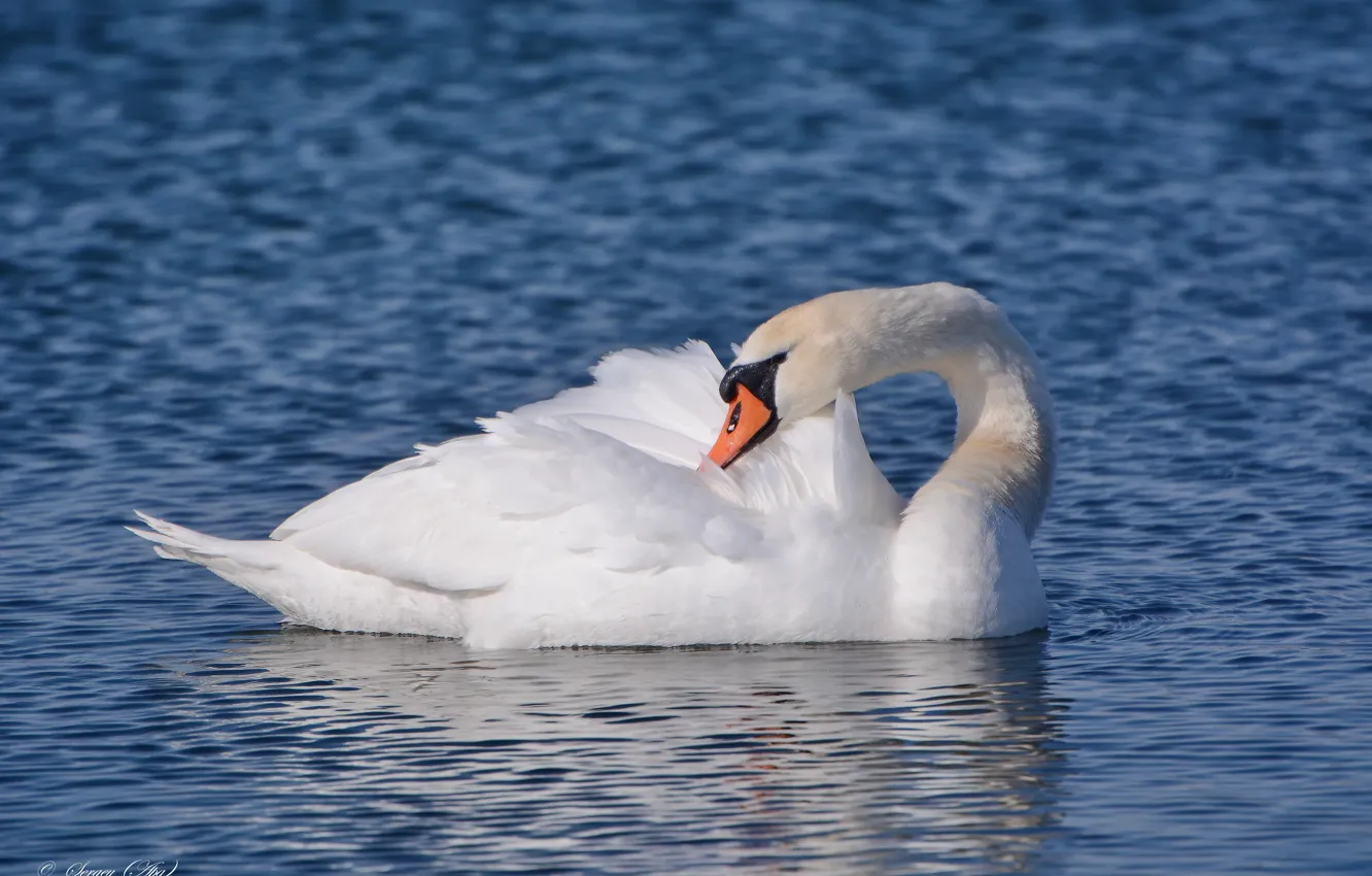 Photo wallpaper lake, bird, Swan, preening its feathers