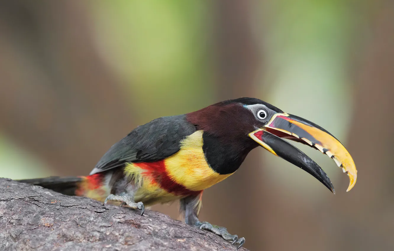 Photo wallpaper trees, background, bird, bright, beak, bark, Toucan