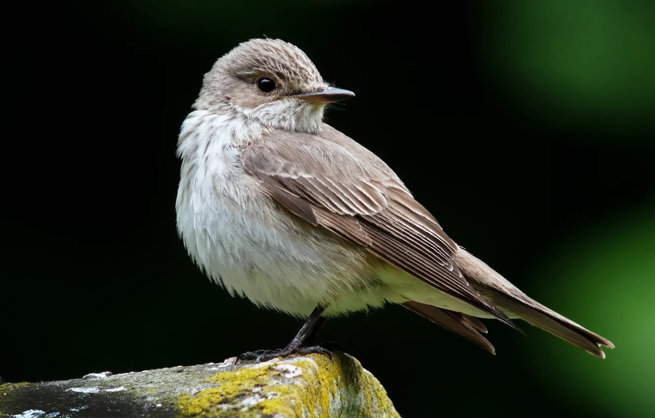 Photo wallpaper look, stay, Spotted Flycatcher