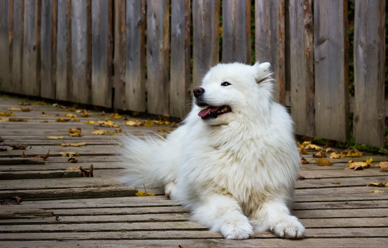 Photo wallpaper autumn, language, leaves, Board, dog, Samoyed