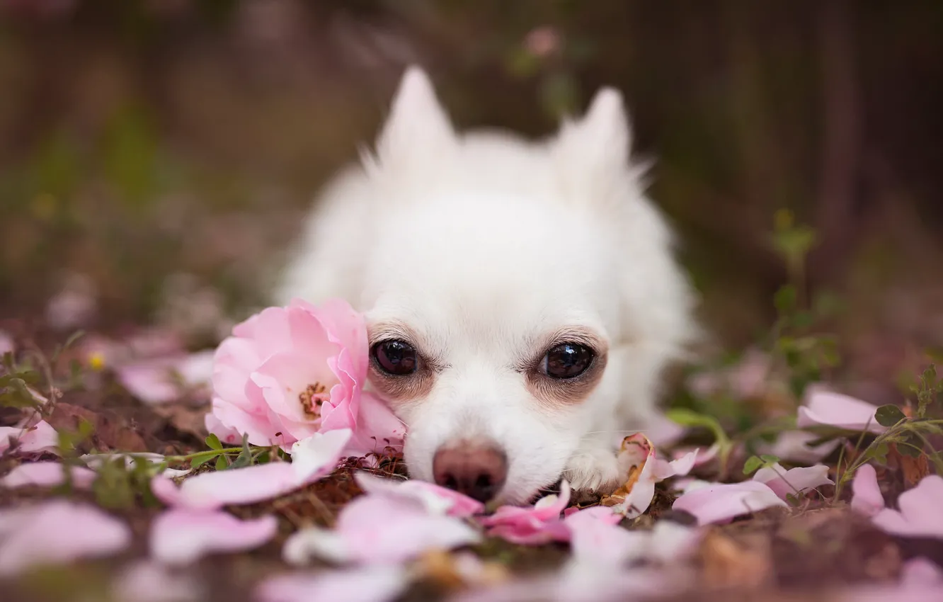 Photo wallpaper look, each, dog