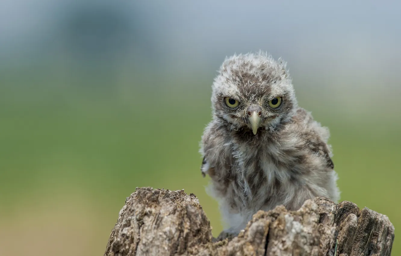Photo wallpaper look, nature, pose, background, owl, bird, stump, Chicks