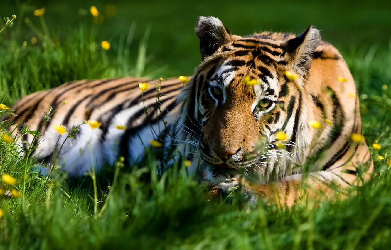 Photo wallpaper summer, grass, look, tiger, stay, predator