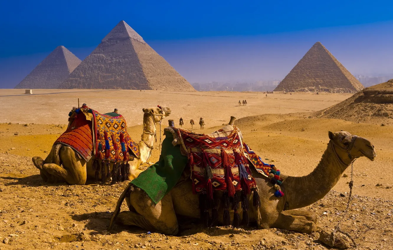 Photo wallpaper desert, pyramid, Camels