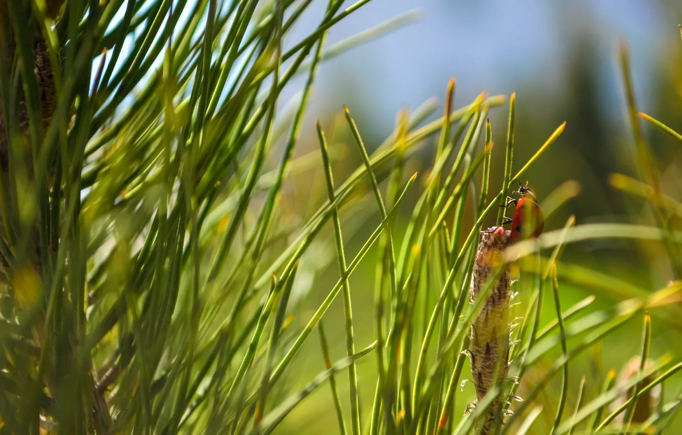 Photo wallpaper spruce, spring, morning, bogaciova