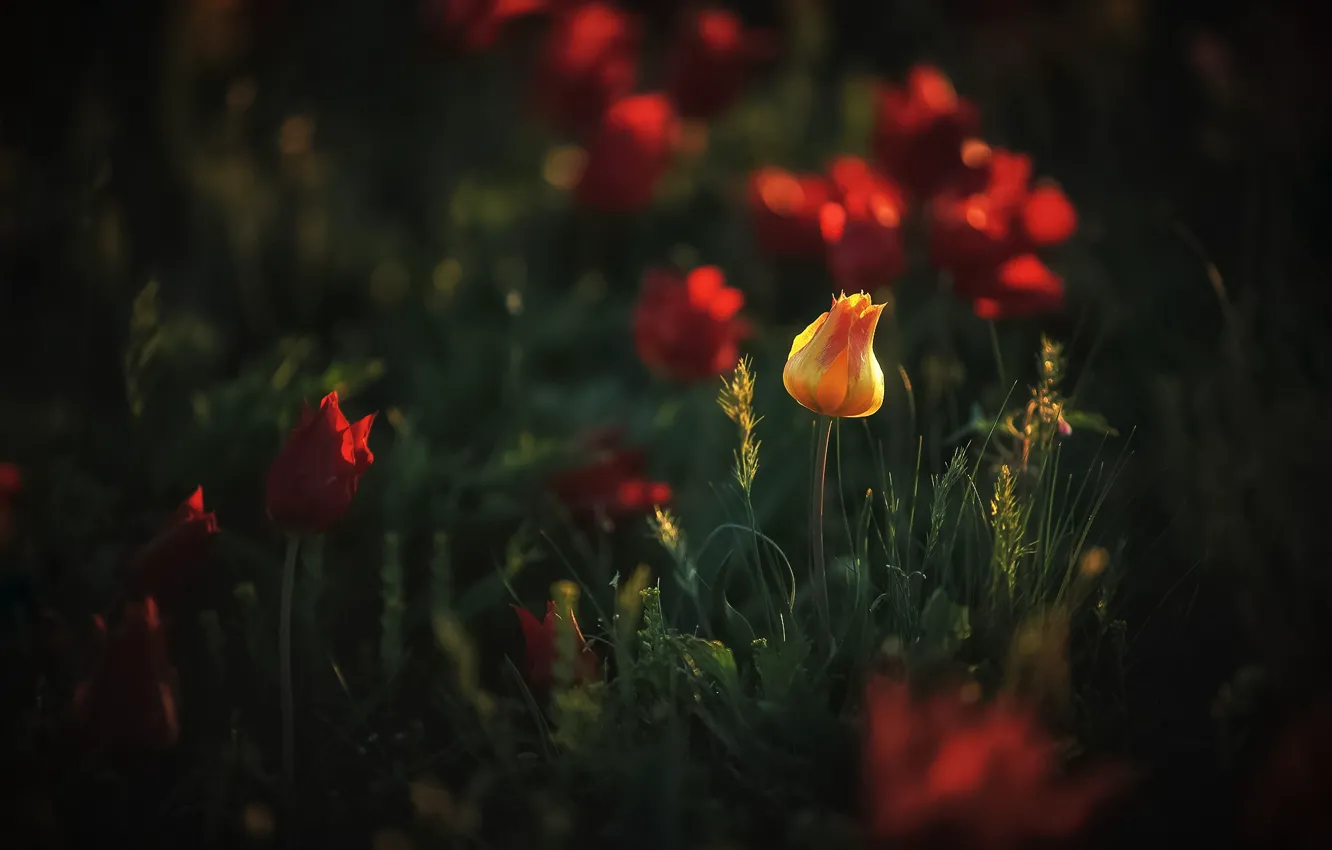 Photo wallpaper light, flowers, orange, yellow, one, spring, bokeh, Kalmykia