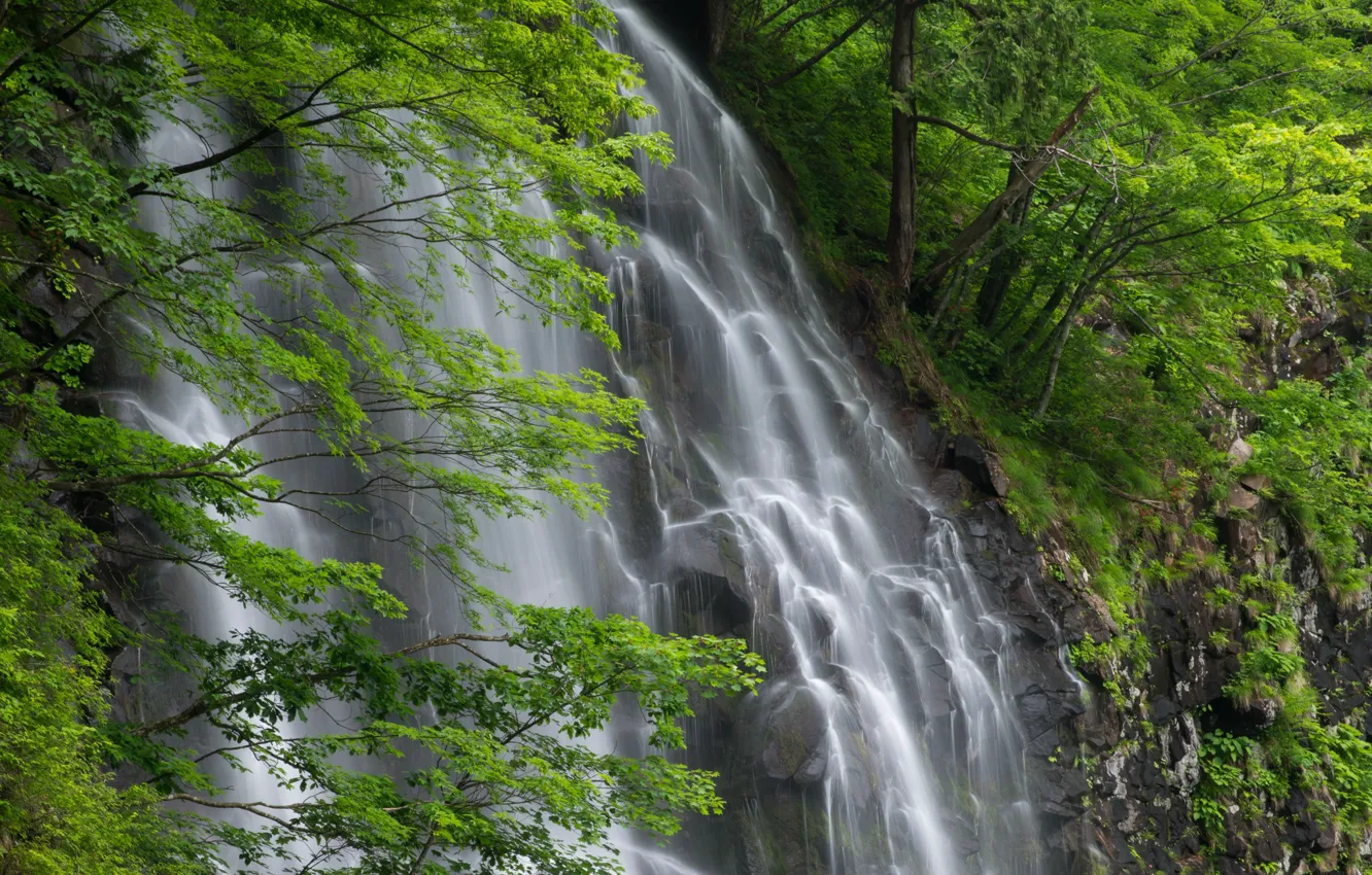 Photo wallpaper branches, rocks, foliage, waterfall, stream