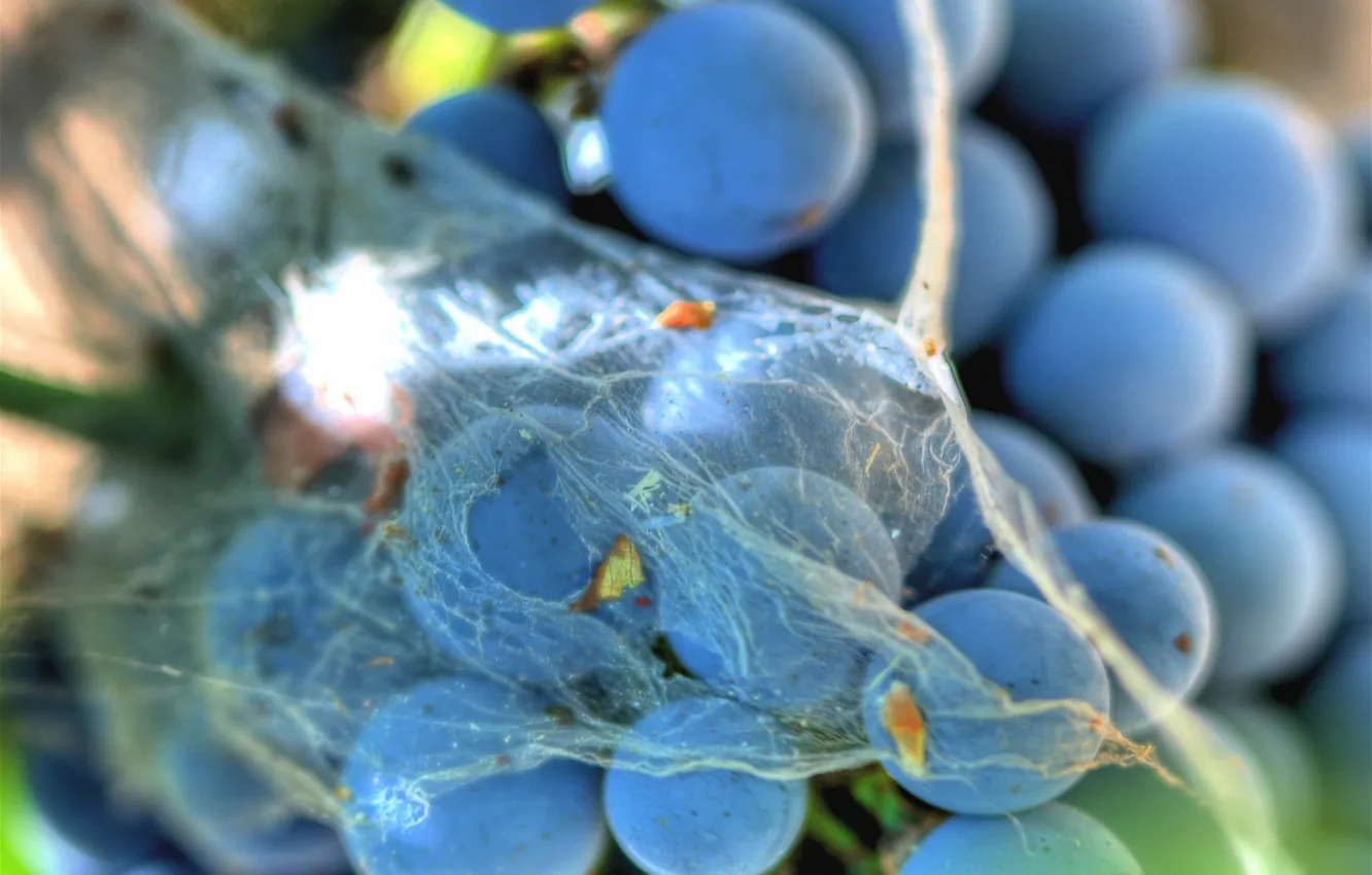 Photo wallpaper web, grapes