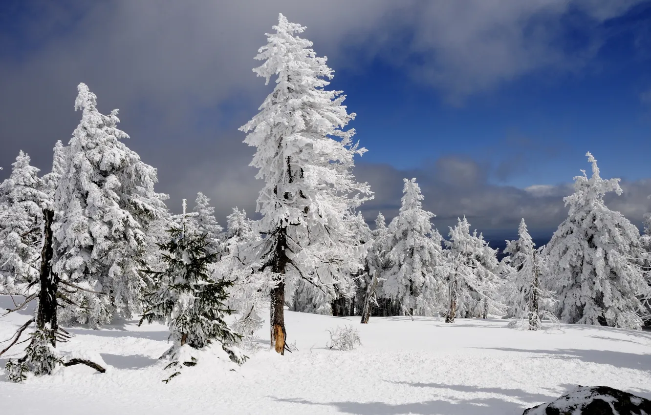 Photo wallpaper winter, snow, trees