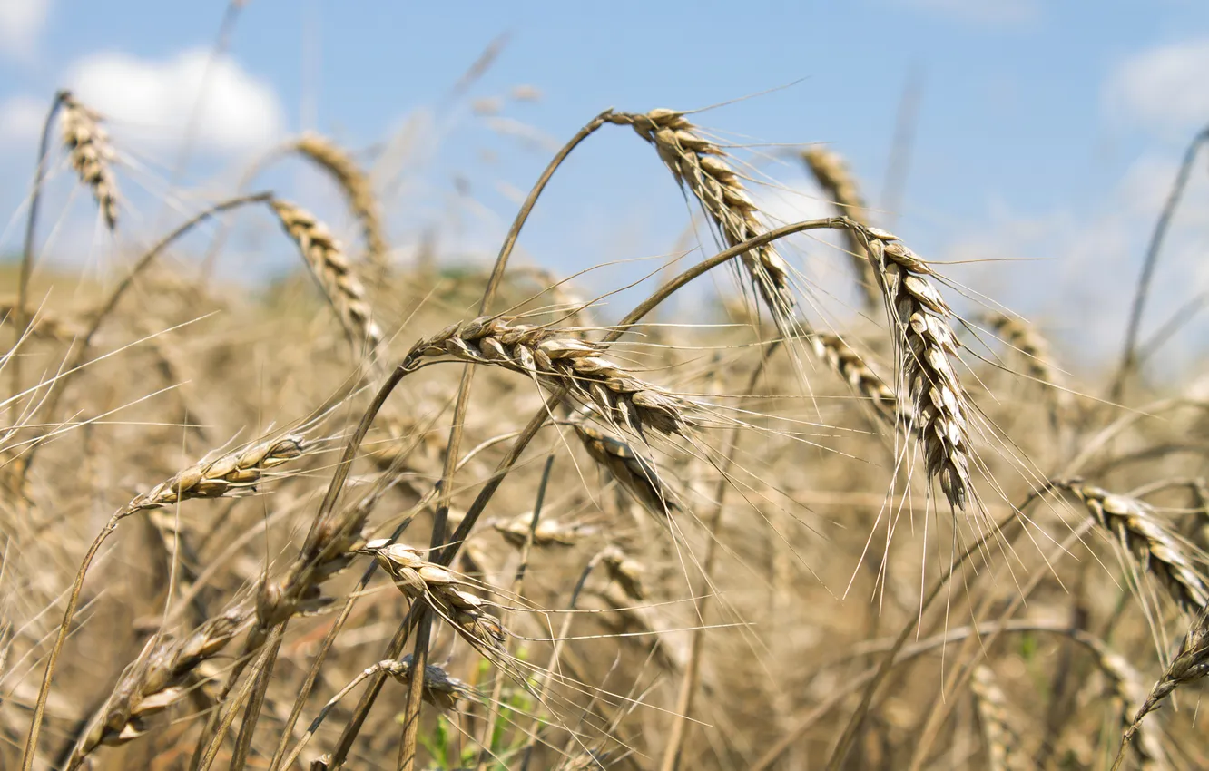 Photo wallpaper field, the sky, harvest, ears