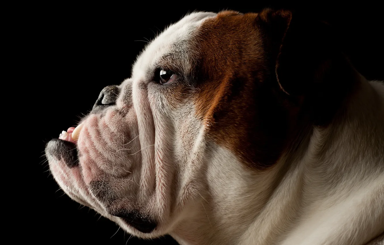 Photo wallpaper look, each, dog