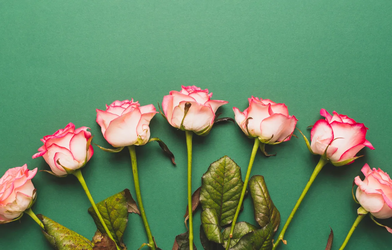 Photo wallpaper flowers, roses, pink, buds, fresh, pink, flowers, romantic