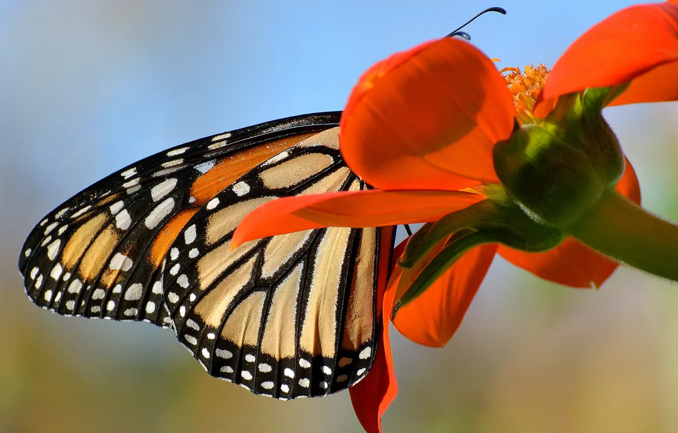 Photo wallpaper flowers, butterfly, wings, petals, monarch